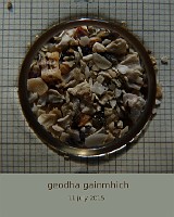 geodha gainmhich 20jul2015 1220